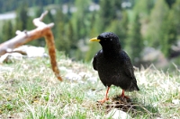 7196 Pyrrhocorax graculus (Gracchio alpino)